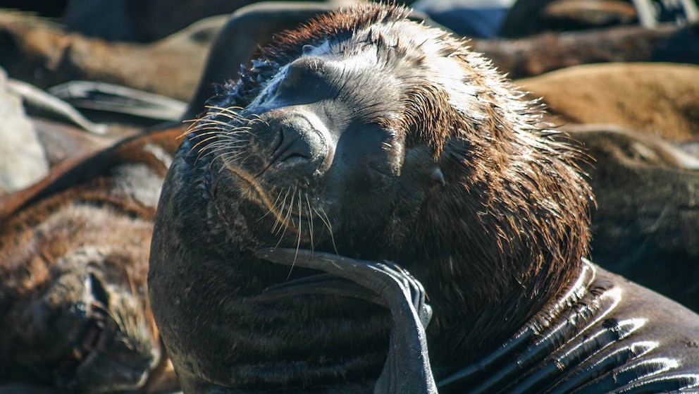 Chile evalúa caza de lobos marinos