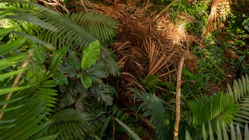 Hay identificadas 1300 especies de