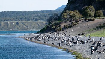 Pingüinos en la pingüinera Harberton,