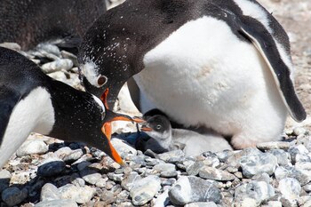 Pingüinos en la pingüinera Harberton,