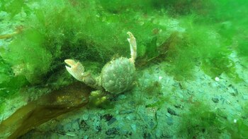 Imágenes de la fauna submarina