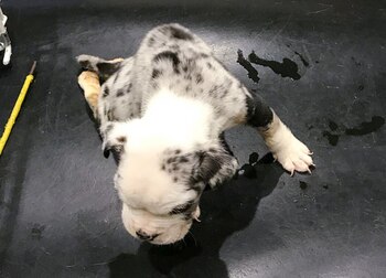 El veterinario determinó que no