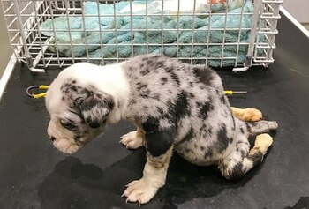 El cachorrito tenía la parte