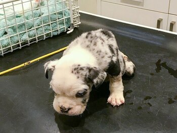 El cachorro de cinco semanas