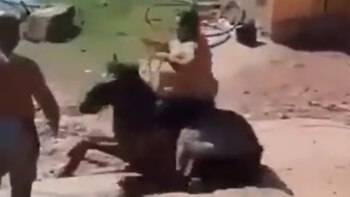 El pobre equino no soportó