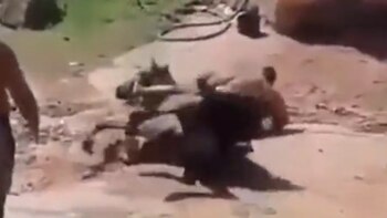 Hombre obeso hace que caballo