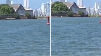 En el video se observa