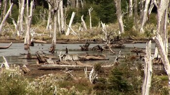 Durante 2015, solo unas 13