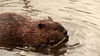 El castor fue introducido en