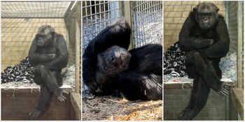 Bili es un chimpancé que