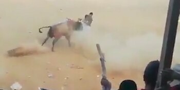 El toro embistió repetidas veces