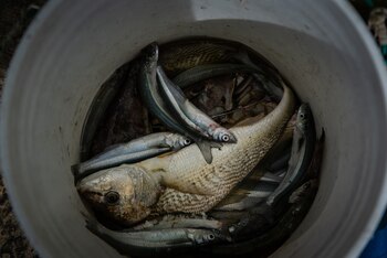 El balde con la pesca