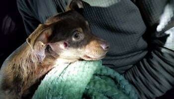 Resses fue rescatado de las