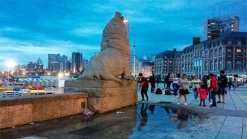 Los lobos marinos rodeados de