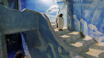 Un pingüino en la entrada