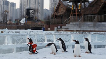 Pingüinos en el festival de
