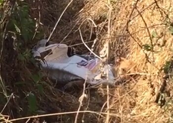 El perrito fue abandonado dentro