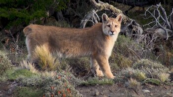 Habita tanto en las elevadas