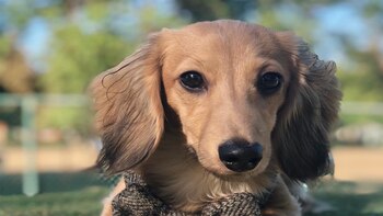El perro llamado Remus, también
