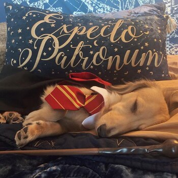 La dueña de Remus comenta