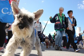 Se llevarán adelante en este