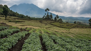 Sin embargo, hay mucho más