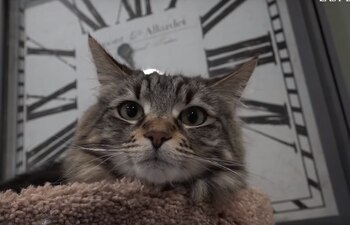 Las gatitas viven en una