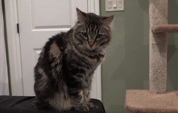 Las mininas rentan un cuarto