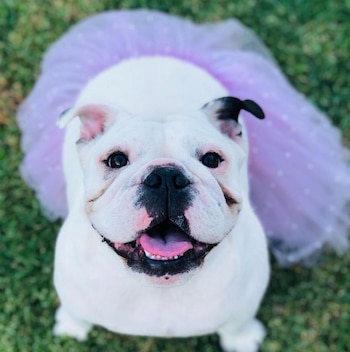 Con esta foto la China