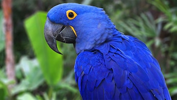 El Guacamayo Azul fue declarado