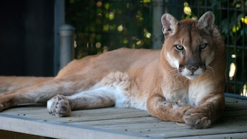 El Puma Oriental fue declarado