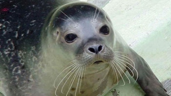 La Foca monje del Caribe