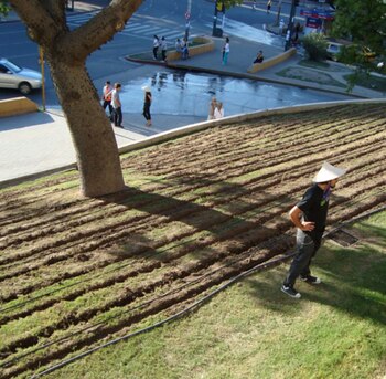 “Que Soy”. Plantación de soja.