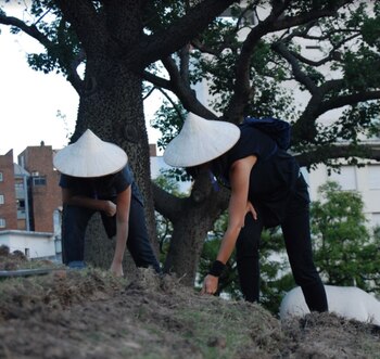 “Que Soy”. Plantación de soja.