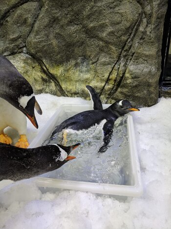 (Sea Life Sydney Aquarium via