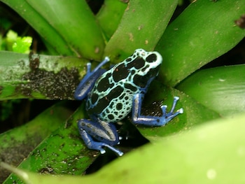 Las ranas de la familia