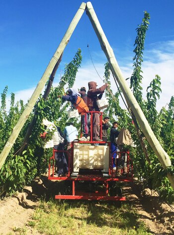 La producción de cerezas, una