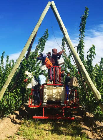La industria frutihortícola neuquina, una