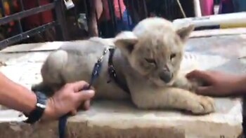 Según activistas, el cachorro pasa