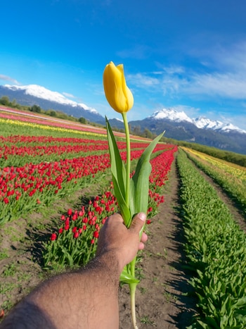 Campo de Tulipanes en Trevelin.