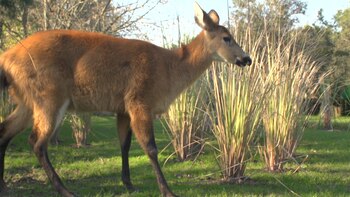 Una de las misiones de