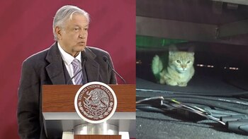 Un gato permaneció debajo de