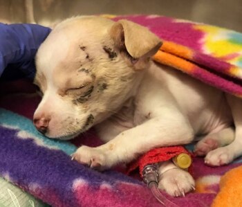 El pequeño fue llamado como