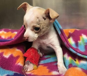 La asociación cuidadora de animales