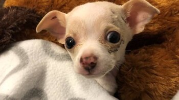 El pequeño cayó y sobrevivió