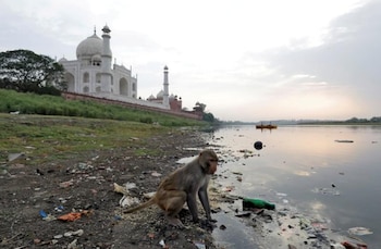Foto de archivo. Un mono busca alimentos en el río de Yamuna, al lado de Taj Mahal. 19 de mayo de 2018. REUTERS/Saumya Khandelwal