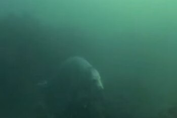 Los residuos que se encuentran