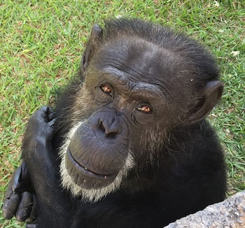 La chimpancé Cecilia vive en