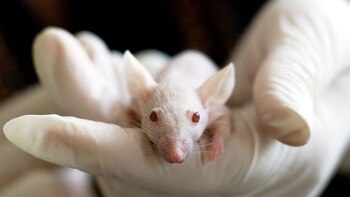 Todos los vertebrados son capaces