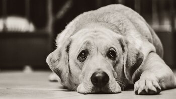 Los animales son conscientes de